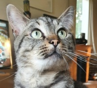 Our lovely cat Jippie