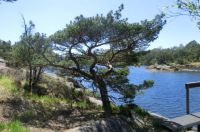 A pine tree