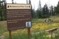 Bristlecone Pine trail