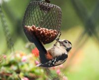 Woodpecker