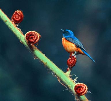 Rufous-bellied Blue Flycatcher resting on a frond