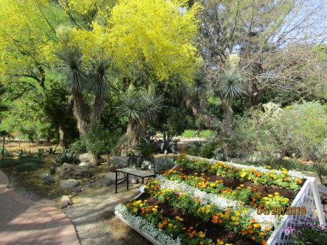 Tucson botanical gardens