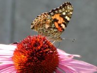 Painted Lady Butterfly