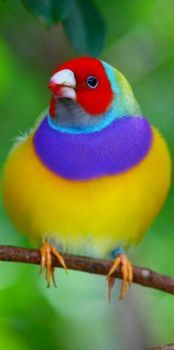 Colorful Bird!!