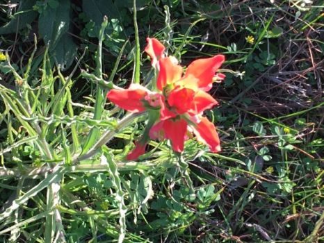 Texas Wildflower