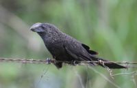 Smooth-billed Ani, Veracruz-Howard Airport, Panama