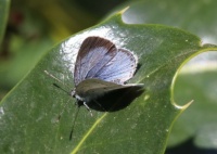 Holly blue - Celastrina argiolus (Boomblauwtje)