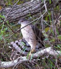 Hawk