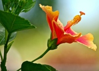 Hibiscus