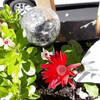 Flowers - what is it???