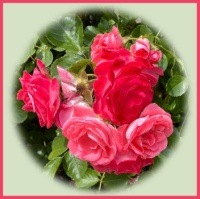 In my brother's garden.  In mijn broers tuin.