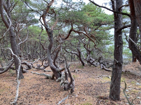 Gnarled, windswept pines in the enchanted forest of Öland, Sweden