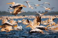 pelicans on Lake Fortuna-Delta-Romania