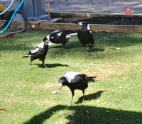 Magpies at our campsite