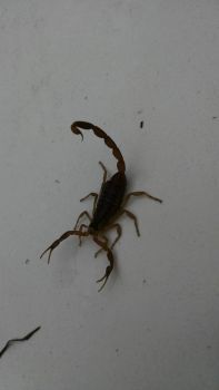 A bitty little Texas Scorpion was out this AM, too!