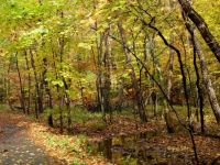 The light shining through the trees