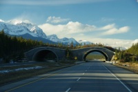 Banff Park Wildlife Overpass