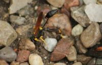 Mud Dauber Wasp amongst Rocks