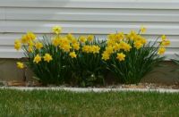 daffodils 2018
