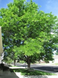 Front yard tree