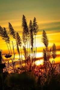 Silhouette-grass-sunset.