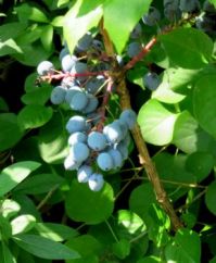 blue berries