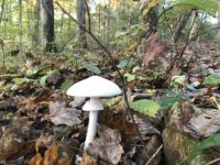 Little white mushroom
