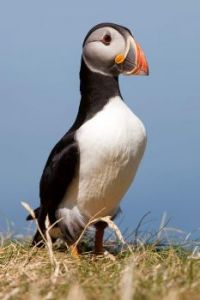 Puffin Treshnish Isles