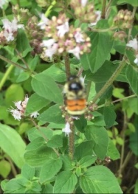 Tri-coloured bumble bee. Photo a bit fuzzy - he refused to pose.