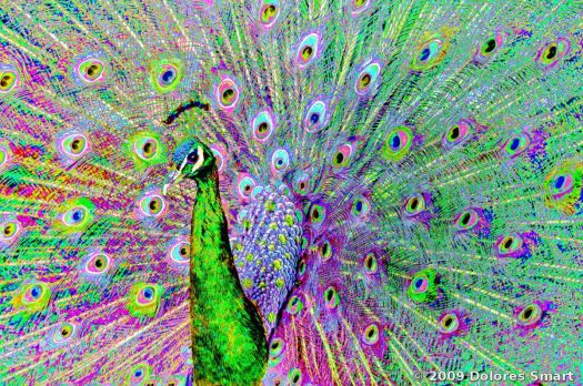 Psychedelic Peacock
