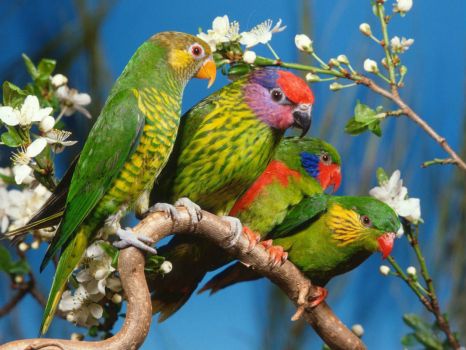 Beautiful Colorful Birds
