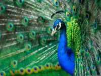 Peacock in true color