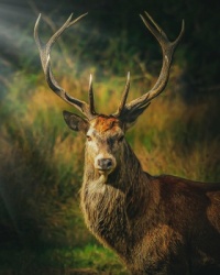2 ~ 'Majestic'