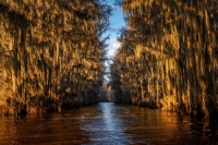 A Living Cathedral of Cypress.
