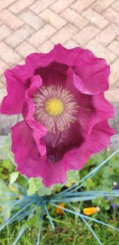 Poppy