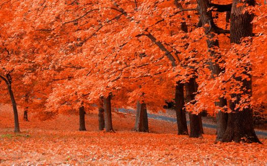 autumn-colors