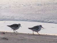 MYRTLE BEACH SEAGULLS