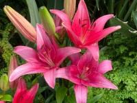 Beautiful lilies.