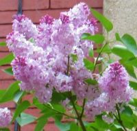 Lilacs in Full Bloom