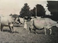 A rural scene in 1960s New Zealand