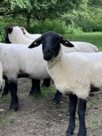 Shaun?