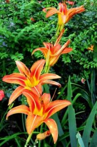 i call them ditch lilies