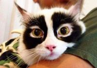 racoon eyed kitty cat