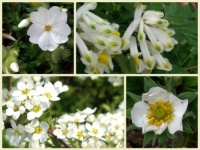 Spring in white  -  Jaro v bílé