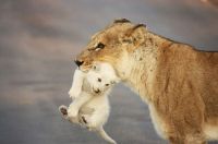 mom lion carrying her cub