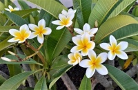 Frangipani flowers