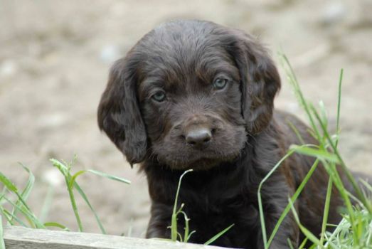 wachtelhund puppies