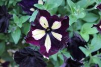 TABLE OF COLOR PETUNIA