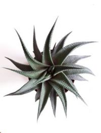 Haworthia