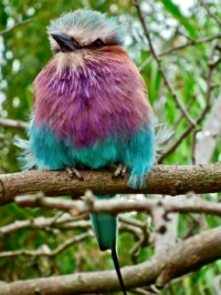 Lilac-breasted Roller